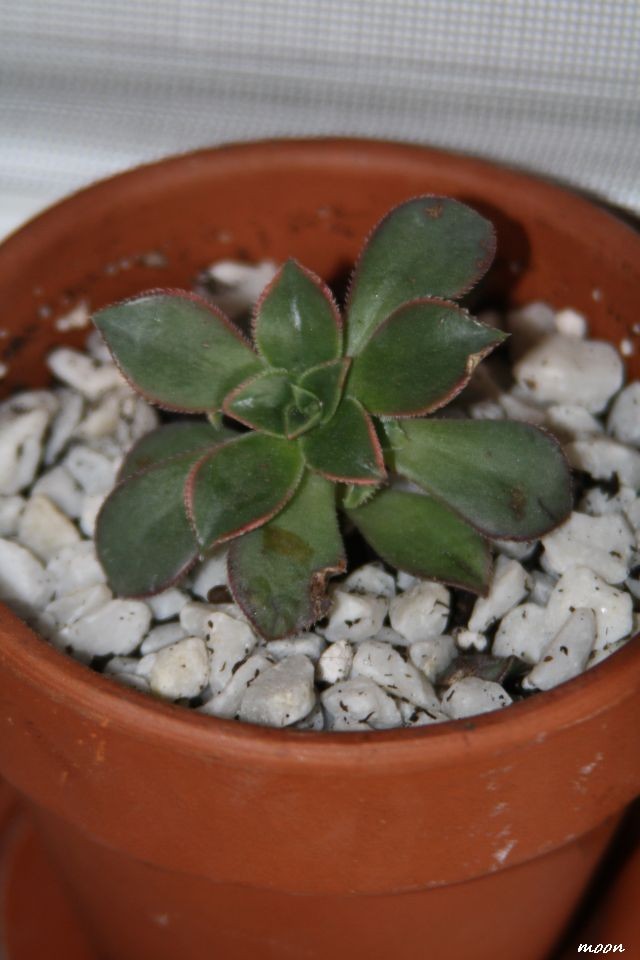 Aeonium haworthii cv.